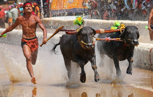 Kambala 